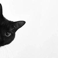 黑猫微信头像(微信头像简约干净黑猫)