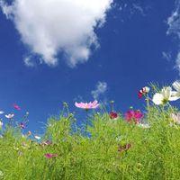 蓝天白云带花草的微信头像(蓝天和花的微信头像)