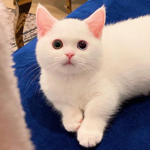 白色小猫头像真实(奶白小猫头像)