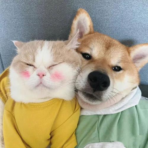 狗头和猫的情侣头像(狗和猫的情侣头像一上一下)