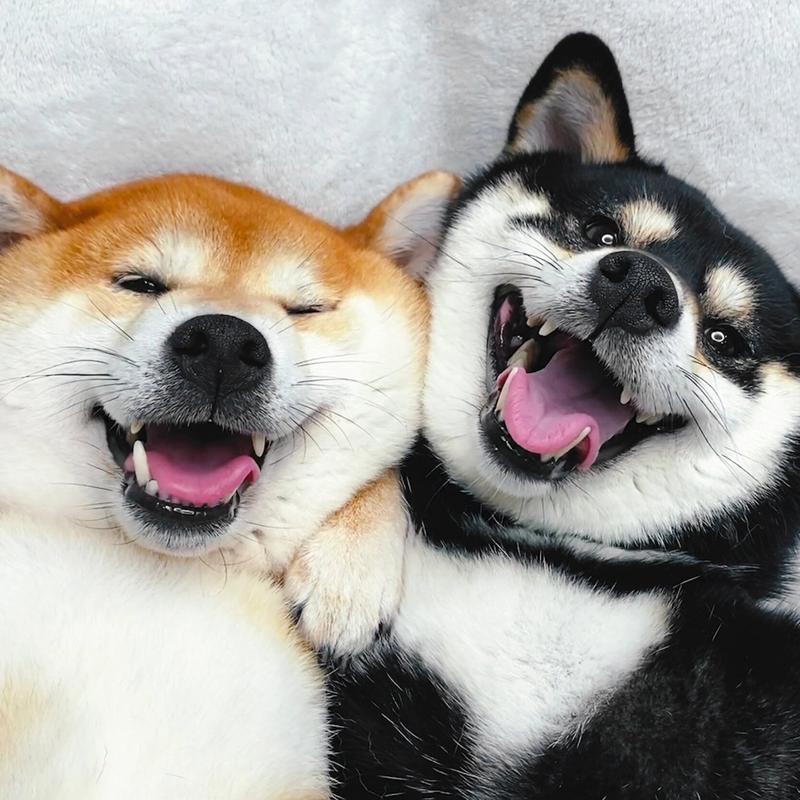 微笑柴犬情侣头像图片(柴犬情侣头像面包狗)
