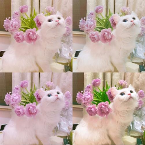 猫和花头像(猫与樱花头像)