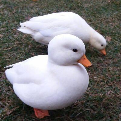 白色鸭子情侣头像一左一右(鸭的情侣头像一左一右)
