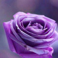 紫玫瑰头像图片大全(带有蓝玫瑰的头像图片)