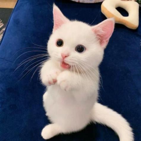 纯白背景白色猫咪头像(白色猫头像大全)
