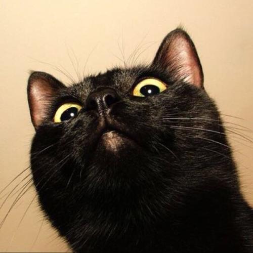 黑色猫咪头像可爱微信(黑色猫咪头像图片微信)