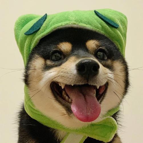 柴犬青蛙帽情侣头像(柴犬的情侣头像一对)