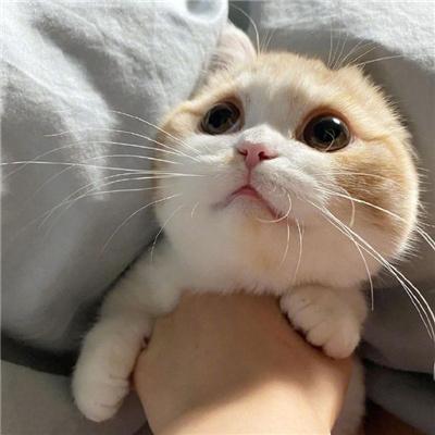 网上流行的小猫头像大全(火爆全网的可爱的小猫头像)