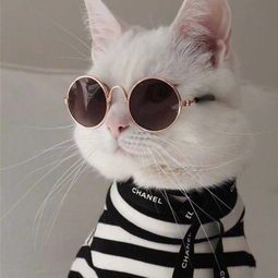 猫咪头像霸气冷酷超拽 戴眼镜(黑色妖气猫咪头像霸气超拽)