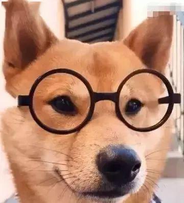 柴犬情侣头像戴眼镜(柴犬情侣头像可直接取图)