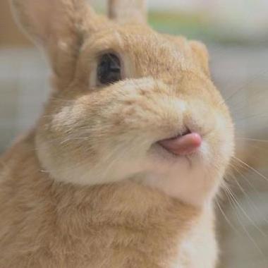 兔子头像图片微信霸气(兔微信头像图片)