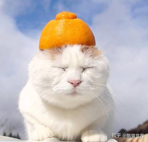猫戴四种颜色帽子的头像(猫咪戴个绿色的帽子的头像)