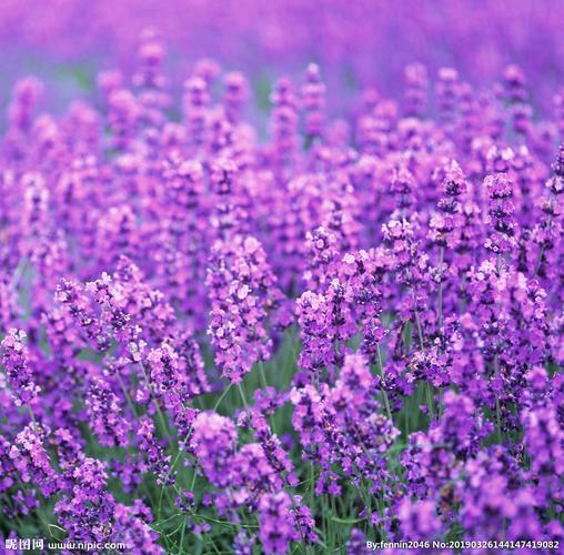 紫色草地的微信头像(紫色的微信头像独一无二)