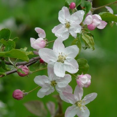 苹果树的花朵头像(一棵开满花的树图片头像)