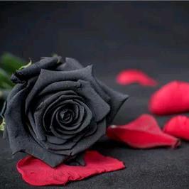 带刺的黑玫瑰头像图片(手拿黑玫瑰图片唯美头像)
