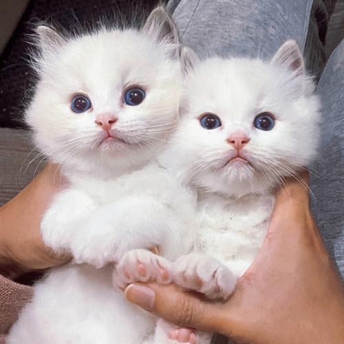 布偶猫情侣头像一左一右(布偶猫2个情侣头像一左一右)