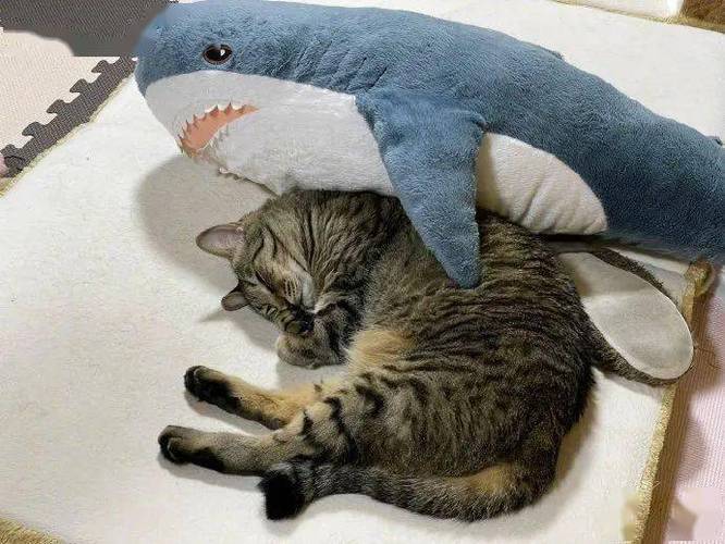 猫和鲨鱼自拍头像高清图片(猫和鲨鱼自拍潮流头像)