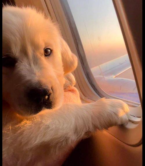 柴犬头上有飞机的头像情侣(柴犬狗狗情侣头像一对)