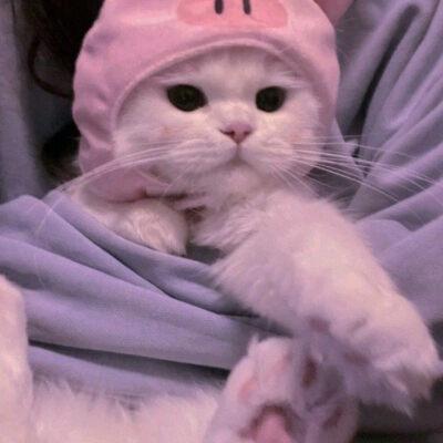 猫咪头像可爱粉红色(猫咪头像粉色系)