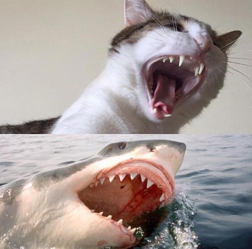 狗和鲨鱼合影头像(狗跟鲨鱼合照的头像)