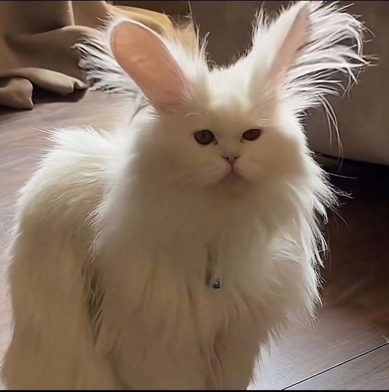 兔耳朵猫猫头像(大耳朵猫猫情侣头像)