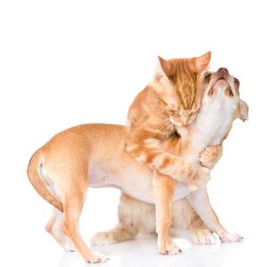 抱猫抱狗的情侣头像(抱着猫的真人情侣头像)