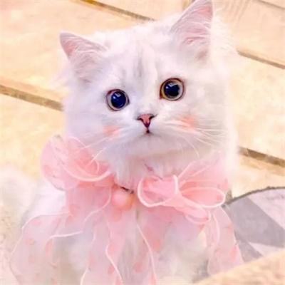 猫咪可爱头像高冷粉色(推荐粉色可爱猫咪头像)
