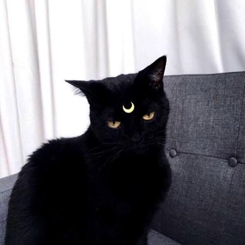 黑猫咪头像可爱(黑白猫头像卡通图片)