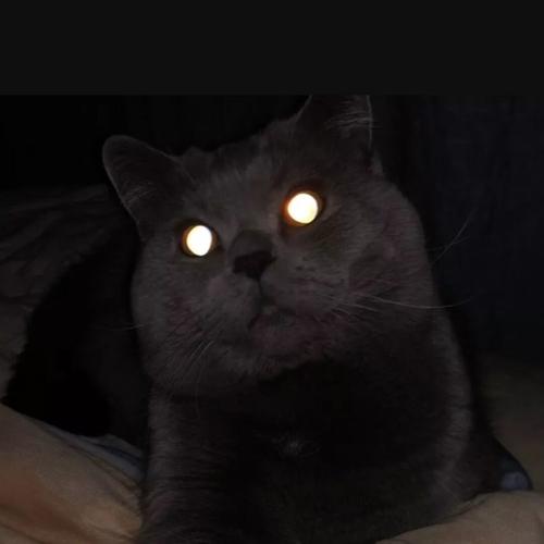 猫头像眼睛发光
