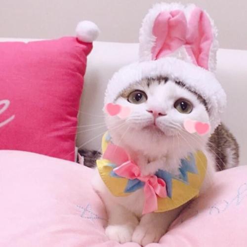 戴兔耳朵的猫情侣头像(小猫戴着粉色耳朵的情侣头像)