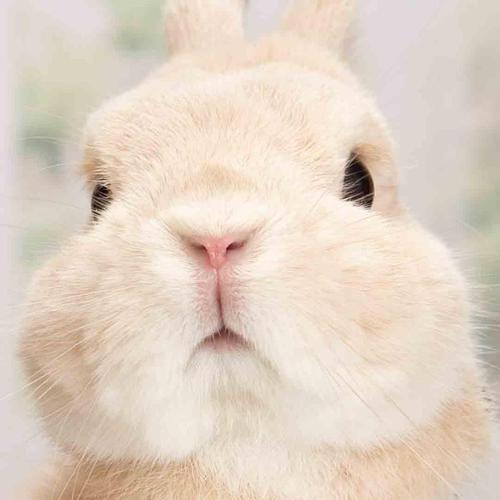 好看的兔子头像照片(有关兔子的头像图片大全集)