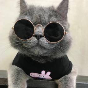 猫咪戴黑色眼镜的头像(戴黄色眼镜的猫头像)