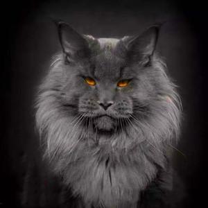 灰色猫咪的头像图片(灰色猫头像图片)