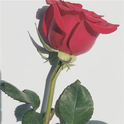 最好看的玫瑰花朵微信头像