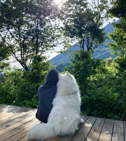 一人一狗坐在山边头像(一人一狗在山顶看日落头像)