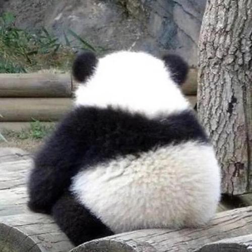熊猫背影头像女(关于熊猫的头像女生)