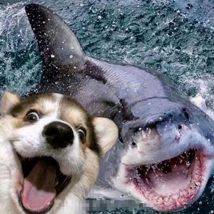 狗和鲨鱼合照的头像情头(狗和鲨鱼合照的情侣头像带字的)