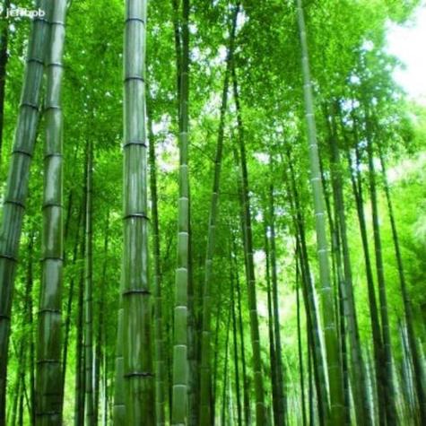 微信头像图片竹子森林(微信头像森林大山)