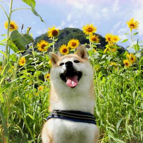 柴犬情侣头像太阳花(有没有抽象的柴犬的情侣头像)