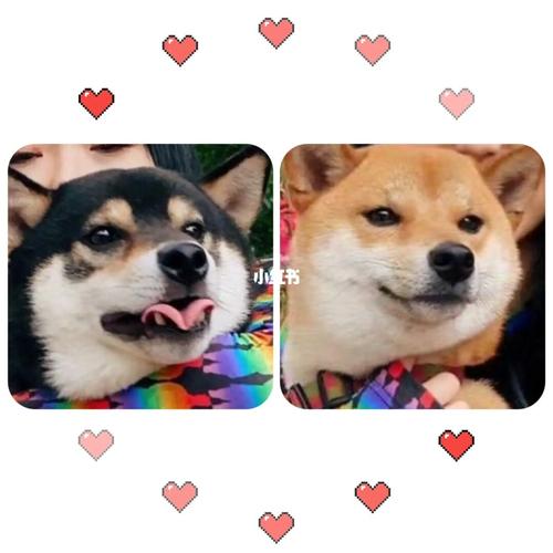 柴犬情侣头像一左一右可爱(柴犬的情侣头像图片一左一右)