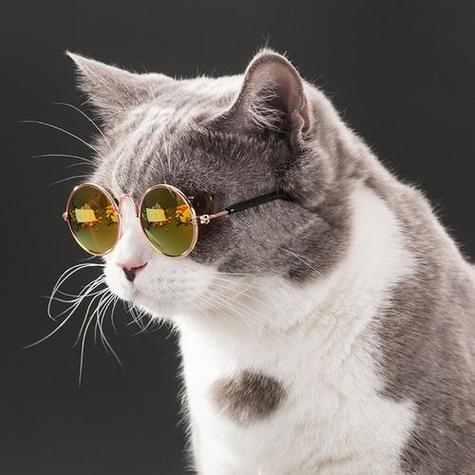 戴眼镜猫微信头像大全(高质量猫微信头像)