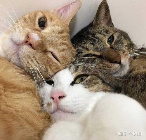 三个人用的猫咪头像(五个人用的猫咪头像)