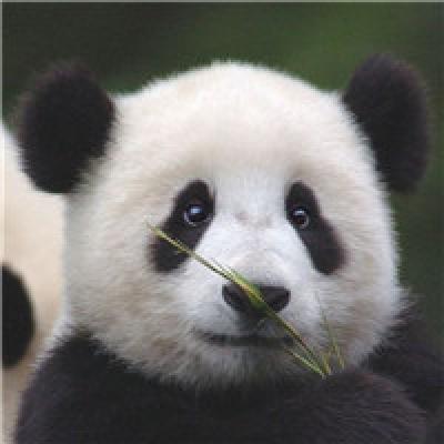 最受欢迎的熊猫头像(最近很火的熊猫头像)