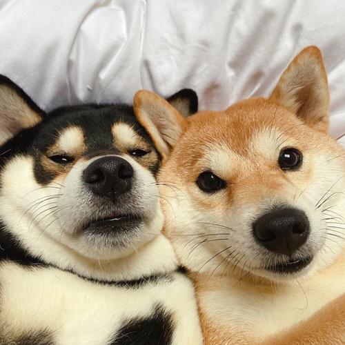 两个柴犬贴脸情侣头像(柴犬情侣头像一对保存)