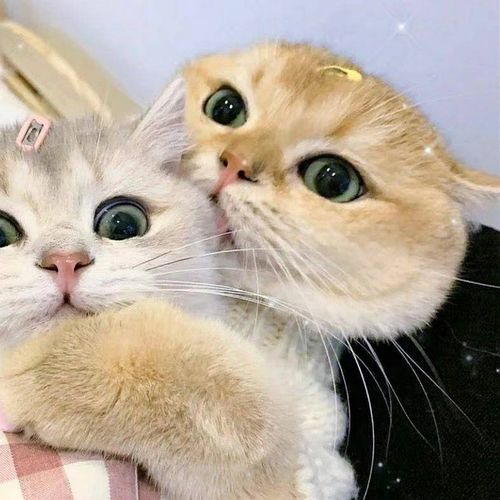 双人头像猫咪(情侣头像人和猫咪)