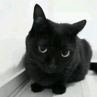 白色底黑色小猫头像(黑色小猫绿色背景头像)