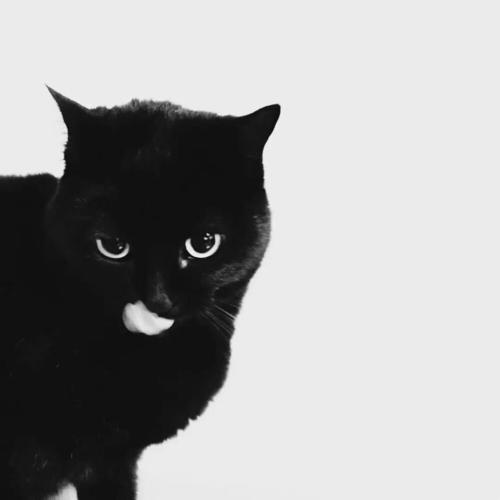 小猫头像黑色小猫(小猫头像黄色小猫)