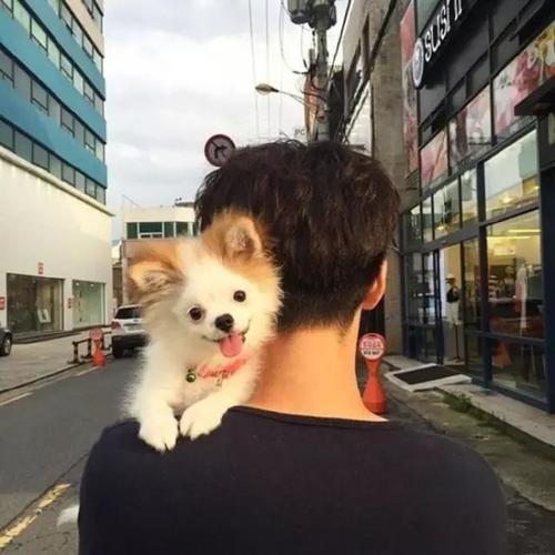抱着狗的背影头像(狗站在人肩膀上的背影头像)