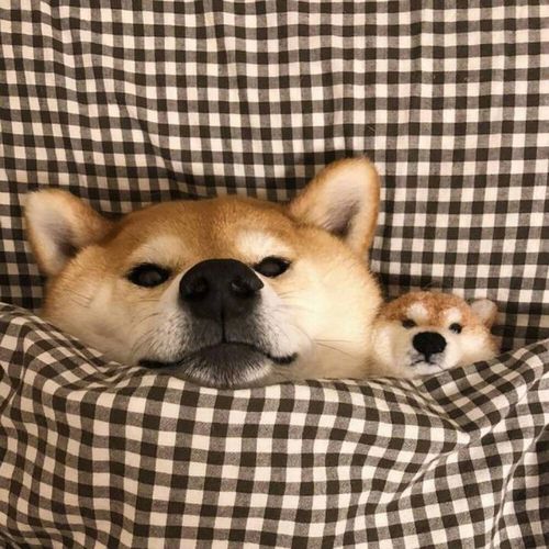 一条狗躺床上的头像(一只狗和人的头像)