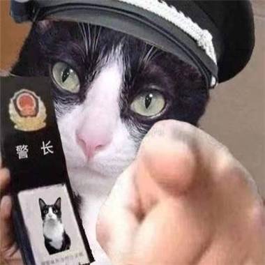 猫咪警察的头像图片(猫猫警察头像)